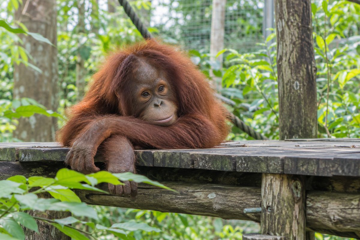 AI-generated illustration of a young orangutan in a leafy rehabilitation enclosure; not a photograph of the rescued animal.